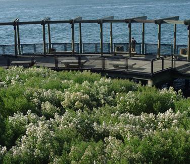 Baccharis halimifolia - Battery Park