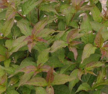 Diervilla lonicera Copper