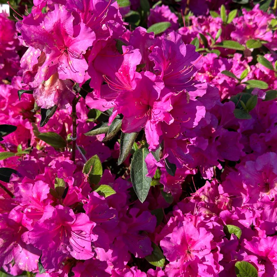 Rhododendron Encore® Autumn Royalty® - Encore Azalea from Pleasant Run Nursery