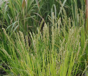 Sesleria autumnalis