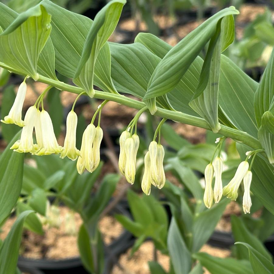 Polygonatum commutatum - Great Solomon's Seal from Pleasant Run Nursery