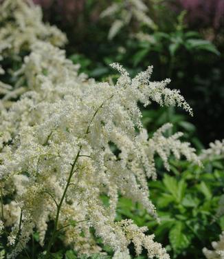 Astilbe x arendsii Bridal Veil