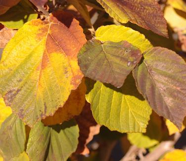 Hamamelis x intermedia Primavera