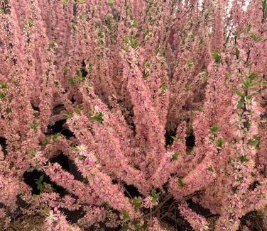 Prunus jacquemontii