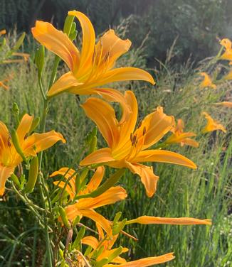 Hemerocallis x altissimus 'Autumn Minaret' - Daylily from Pleasant Run Nursery