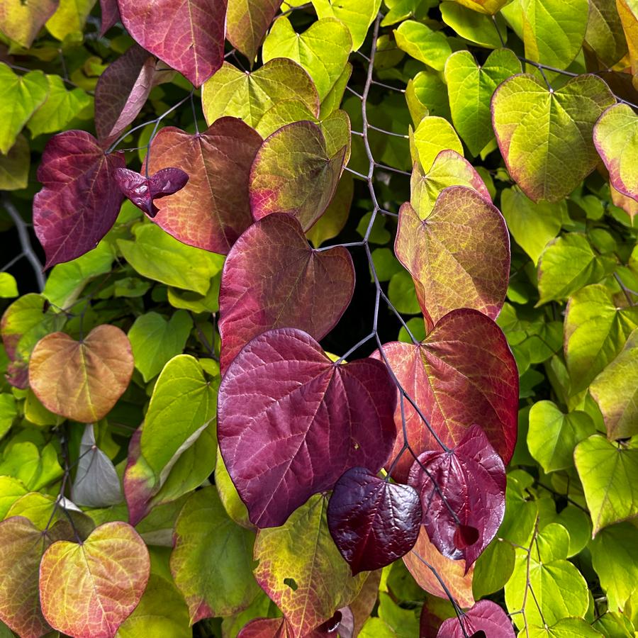 Cercis canadensis Flame Thrower® - Eastern Redbud from Pleasant Run Nursery