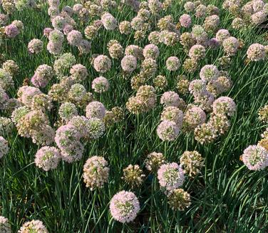 Allium x 'Pink Planet' - Ornamental Onion from Pleasant Run Nursery