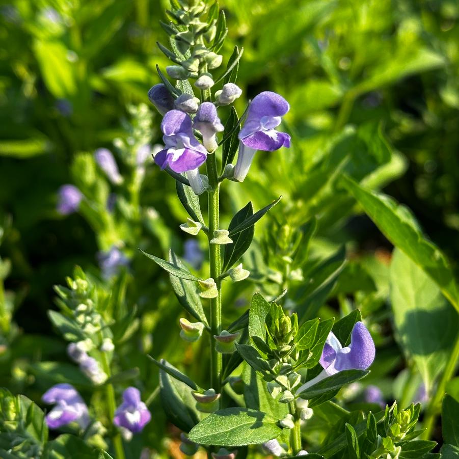 Scutellaria incana - Hoary Skullcap from Pleasant Run Nursery