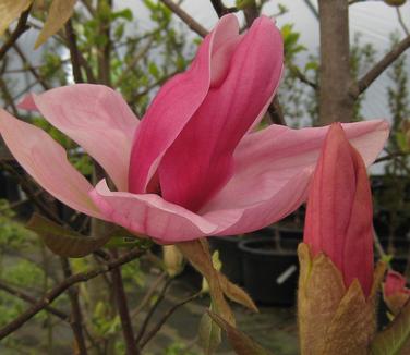 Magnolia x Daybreak