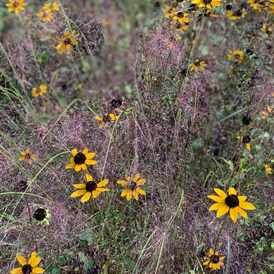 Rudbeckia triloba - Brown-Eyed Susan from Pleasant Run Nursery