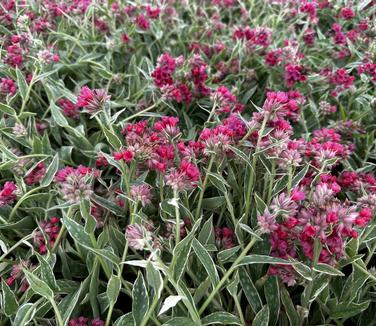 Pulmonaria x 'Raspberry Frost' - Lungwort from Pleasant Run Nursery