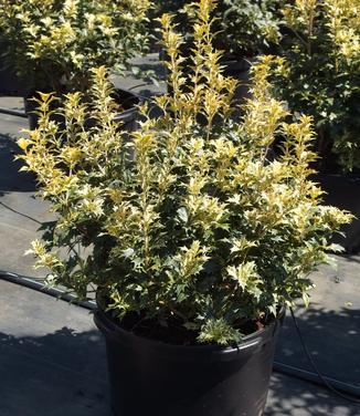 Osmanthus heterophyllus Goshiki