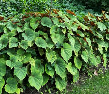 Begonia grandis - Hardy Begonia from Pleasant Run Nursery