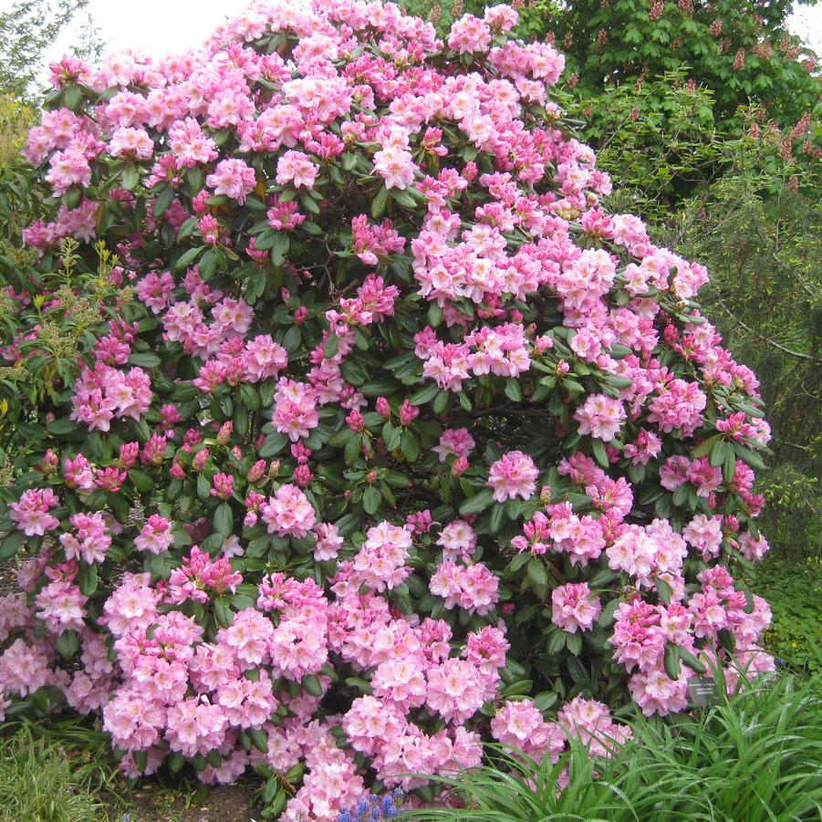 Rhododendron 'Scintillation' - Dexter Hybrid Rhododendron from Pleasant Run Nursery
