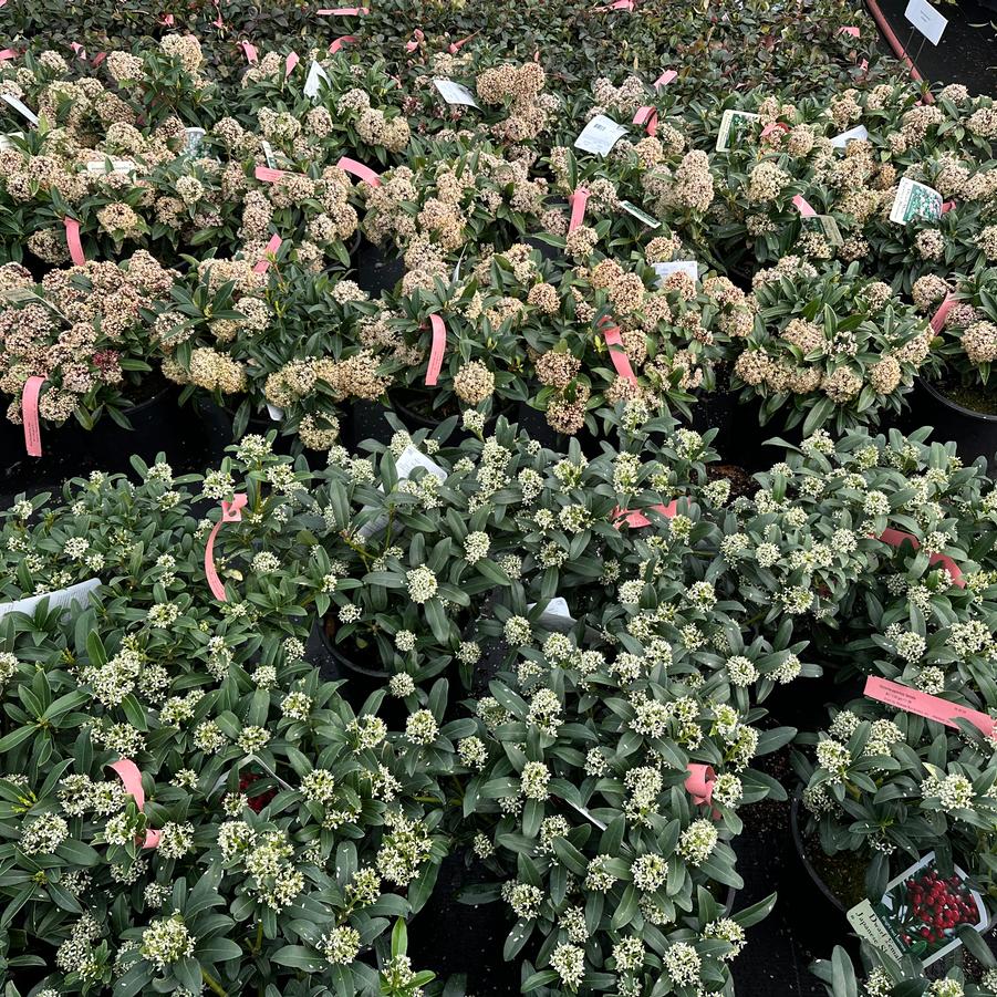 Skimmia japonica male and female