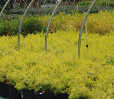 Spiraea thunbergii Ogon