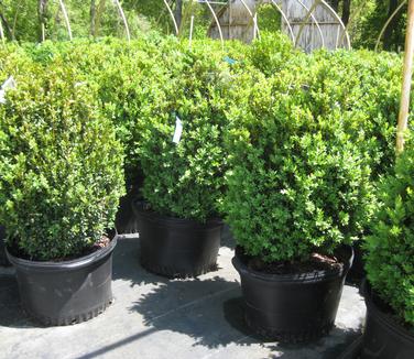 Buxus sempervirens