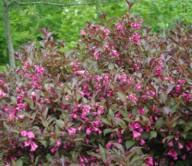 Weigela florida Wine & Roses (Maine Bot Garden)