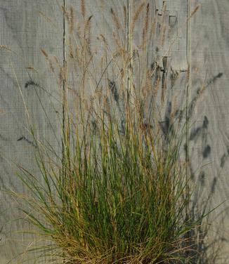 Pennisetum alopecuroides Hameln