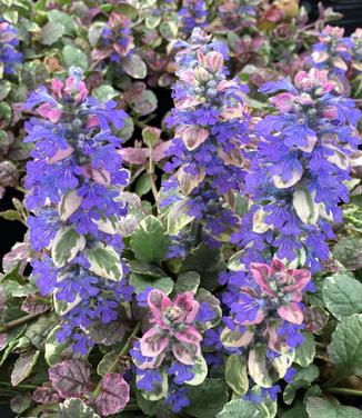 Ajuga reptans Burgundy Glow