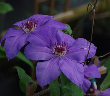 Clematis Ramona
