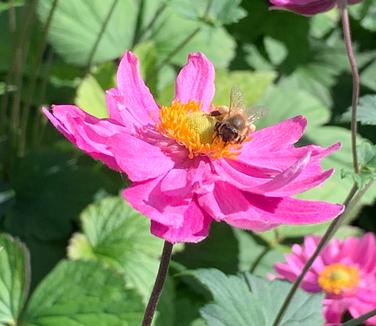 Anemone x Pamina