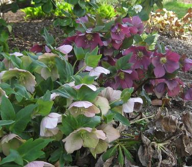 Helleborus x Royal Heritage Strain
