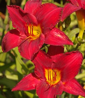 Hemerocallis Chicago Apache