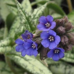 Pulmonaria longifolia var. cevennensis