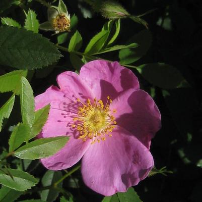 Rosa virginiana 