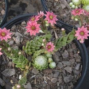 Sempervivum arachnoideum Cobweb