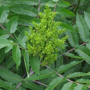 Rhus glabra