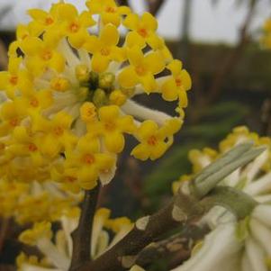 Edgeworthia chrysantha