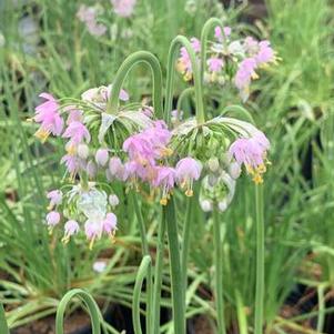 Allium cernuum