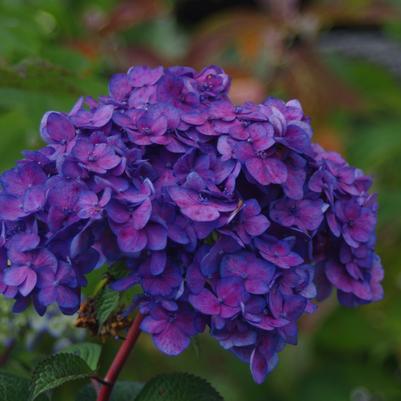 Hydrangea macrophylla BloomStruck®