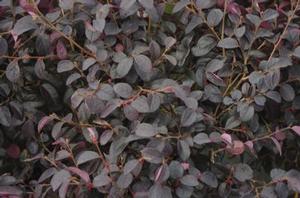 Loropetalum chinensis Ever Red®