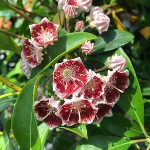 Kalmia latifolia Bullseye
