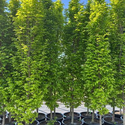 Carpinus betulus Frans Fontaine