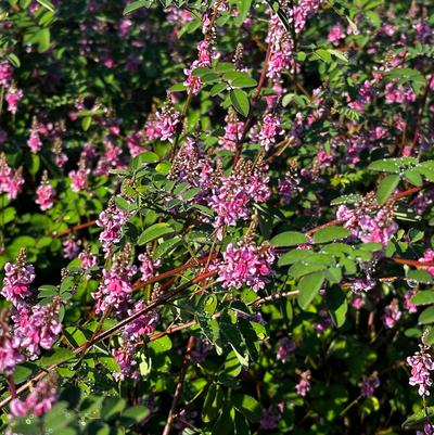 Indigofera amblyantha