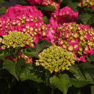 Hydrangea macrophylla Summer Crush®