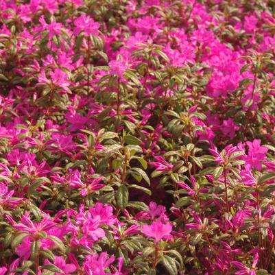 Rhododendron Encore® Autumn Amethyst®