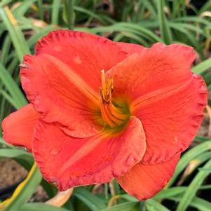 Hemerocallis Desert Flame
