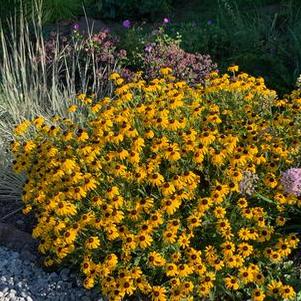 Rudbeckia American Gold Rush
