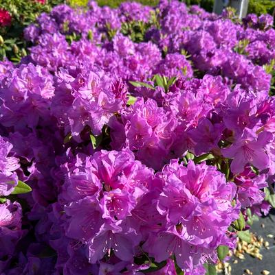 Rhododendron catawbiense Boursault