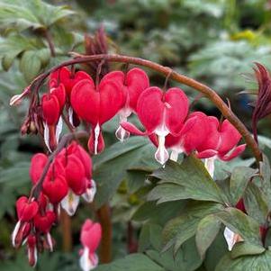 Dicentra spectabilis Valentine