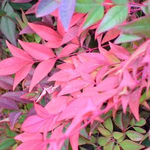 Nandina domestica