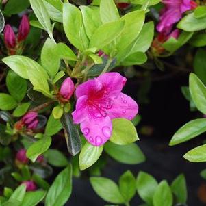 Rhododendron Girard Purple
