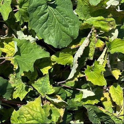 Arnoglossum atriplicifolium