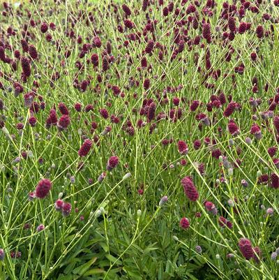 Sanguisorba x Plum Drops