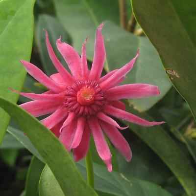 Illicium floridanum Halley's Comet